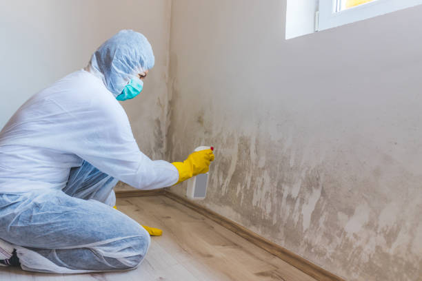 Licensed Mold Inspection service in Lodi, NJ - WQB Mold Removal